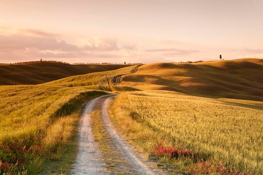 Lane through Tuscan countryside at San Quirico, cypresses, Val d'Orcia, Tuscany, Province of Siena, Italy, Europe
