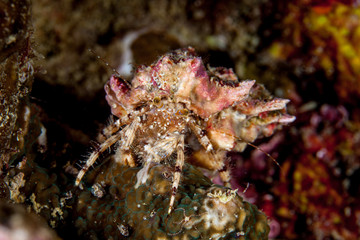 Obraz na płótnie Canvas Hermit crab, is a species of marine hermit crab