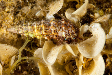 Hermit crab, is a species of marine hermit crab