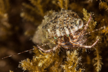 Hermit crab, is a species of marine hermit crab