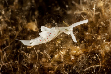 Elysia timida