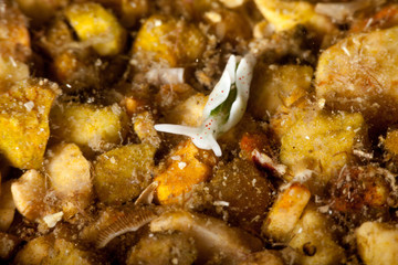 Elysia timida is a species of sacoglossan sea slug, a marine opisthobranch gastropod mollusk