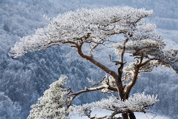 Pine (Pinus) in winter