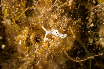Elysia timida is a species of sacoglossan sea slug, a marine opisthobranch gastropod mollusk
