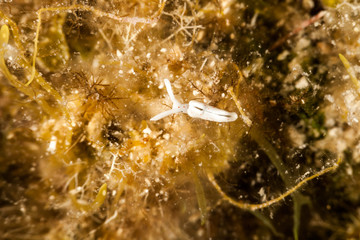Elysia timida is a species of sacoglossan sea slug, a marine opisthobranch gastropod mollusk