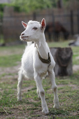 Fototapeta premium White goat in nature.