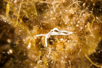 Elysia timida is a species of sacoglossan sea slug, a marine opisthobranch gastropod mollusk