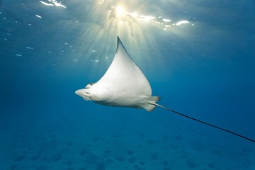 Spotted eagle ray (Aetobatus narinari), sun shining through water, sandy ocean floor, Indian Ocean, Maldives, Asia