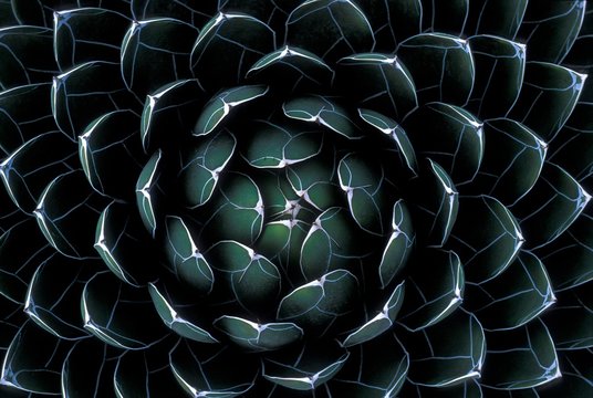 Close up of aloe vera plant
