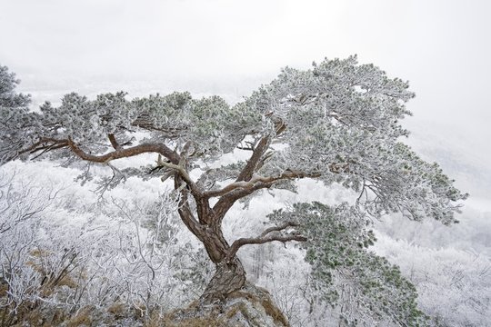 Pine (Pinus) in winter, Gempen plateau, Canton of Basel-Landschaft, Switzerland, Europe