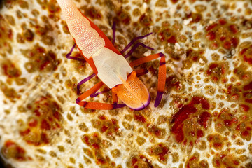 Emperor shrimp, Periclimenes imperator, is a organism of shrimp with a wide distribution across the Indo-Pacific