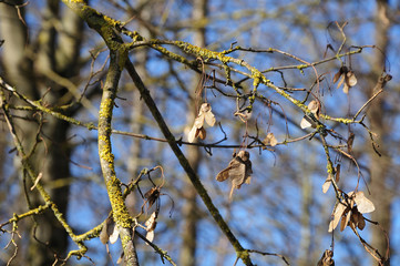 dry brown fruits of a maple tree in winter