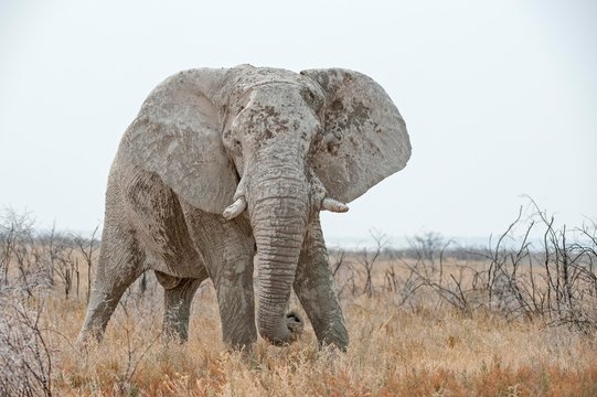 African Elephant (Loxodonta africana), bull standing in grasslands, Etosha National Park, Namibia, Africa