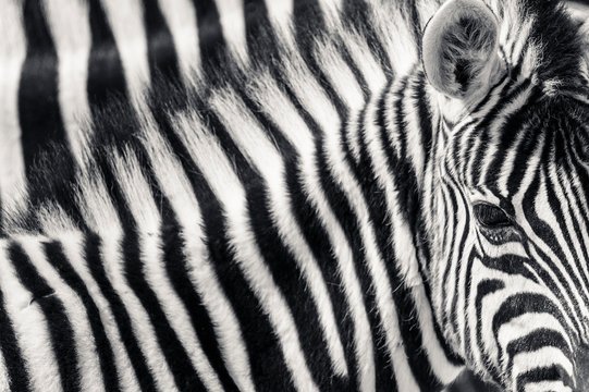 Burchell's Zebra (Equus quagga burchellii), juvenile, Etosha National Park, Namibia, Africa