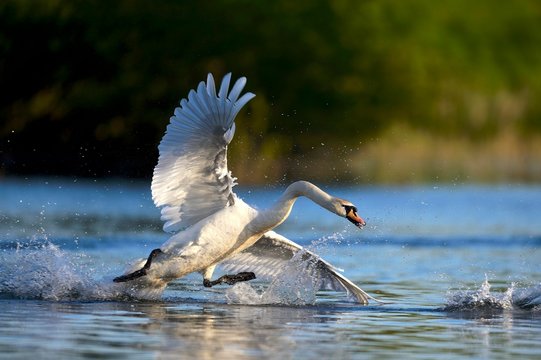 Mute swan (Cygnus olor) in water, attacking, Rheinberg, Lower Rhine North Rhine-Westphalia, Germany, Europe