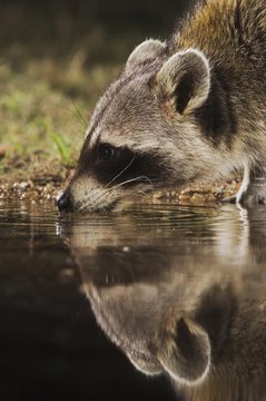 Northern Raccoon (Procyon lotor), adult at night drinking, Uvalde County, Hill Country, Texas, USA, North America