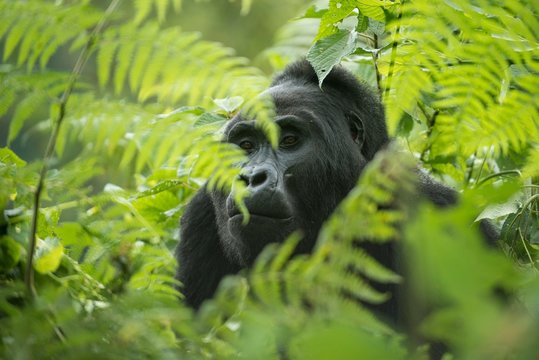 Mountain Gorilla (Gorilla beringei beringei), male, Bwindi Impenetrable National Park, Uganda, Africa