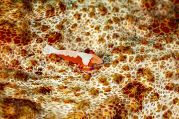 Emperor shrimp, Periclimenes imperator, is a organism of shrimp with a wide distribution across the...