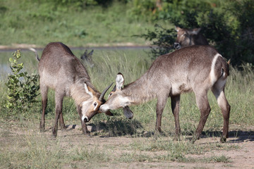 Wasserbock / Waterbuck / Kobus ellipsiprymnus