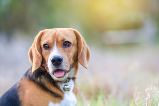 An adorable beagle dog looking something whilesitting outdoor in the park.