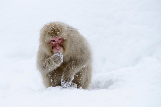 Japanese Macaque or Snow Monkey (Macaca fuscata), eating snow, Affenpark Jigokudani, Nagano Pr&permil;fektur, Japan, Asia