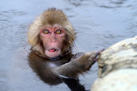 Young Japanese Macaque or Snow Monkey (Macaca fuscata), taking a bath in a hot spring, Affenpark Jigokudani, Nagano Pr&permil;fektur, Japan, Asia
