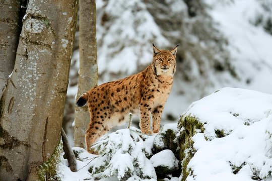 Lynx or Northern lynx (Lynx lynx), standing on fresh snow-covered rock, animal enclosure, captive, Bavarian Forest National Park, Bavaria, Germany, Europe