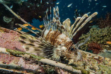 Lion fish in the Red Sea colorful fish, Eilat Israel