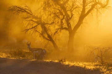 Springbok (Antidorcas marsupialis), male in the evening at sunset, Kalahari Desert, Kgalagadi Transfrontier Park, South Africa, Africa