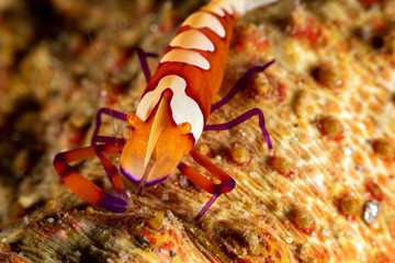 Emperor shrimp, Periclimenes imperator, is a organism of shrimp with a wide distribution across the Indo-Pacific