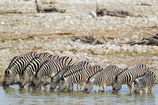 Burchell's zebras (Equus quagga burchellii) drinking at waterhole, Etosha National Park, Namibia, Africa