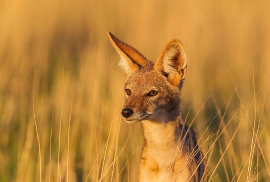 Black-backed Jackal (Canis mesomelas), grassland, portrait, Kalahari Desert, Kgalagadi Transfrontier Park, South Africa, Africa