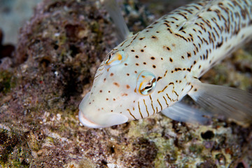 Parapercis hexophtalma, the speckled sandperch