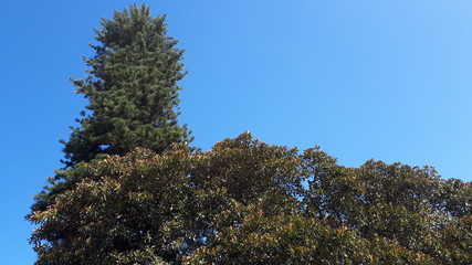 Trees and blue sky