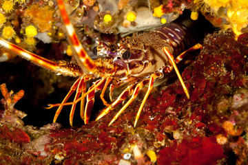 European spiny lobster, Palinurus elephas