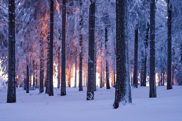 Snowy Norway spruce (Picea abies) forest at sunset, Thuringian Forest, Thuringia, Germany, Europe