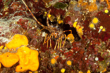 European spiny lobster, Palinurus elephas