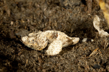 False stonefish or the devil scorpionfish,Scorpaenopsis diabolus