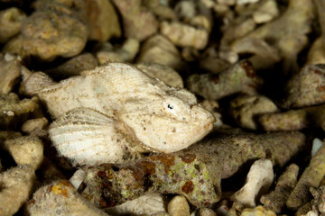 False stonefish or the devil scorpionfish,Scorpaenopsis diabolus