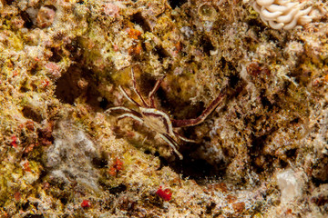 Horned Crinoid Crab - Ceratocarcinus longimanus