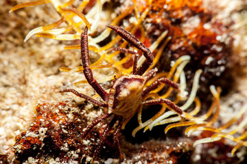 Horned Crinoid Crab - Ceratocarcinus longimanus