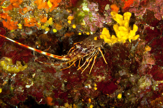 European spiny lobster, Palinurus elephas