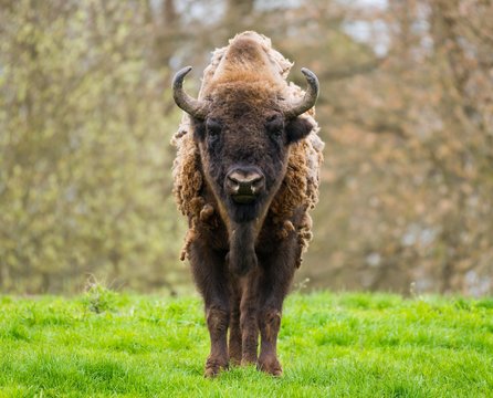 Wisent, European bison (Bison bonasus) in molt in a meadow, captive, Germany, Europe