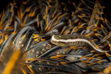 Discotrema is a genus of clingfishes hiding in feather stars