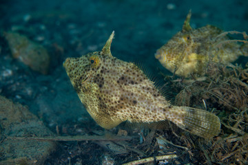 Smallspotted leatherjacket (Strap-weed File-fish) - Pseudomonacanthus macrurus