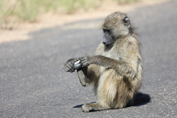 Bärenpavian / Chacma Baboon / Papio ursinus.