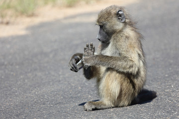 Bärenpavian / Chacma Baboon / Papio ursinus.