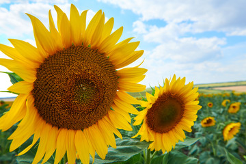 Obraz premium Sunflower field - bright yellow flowers, beautiful summer landscape