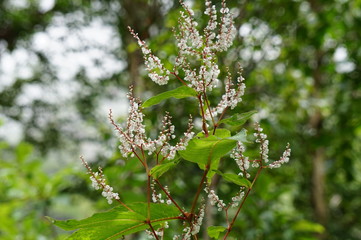 white flowers