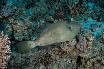 Scraweled Filefish - Aluterus scriptus